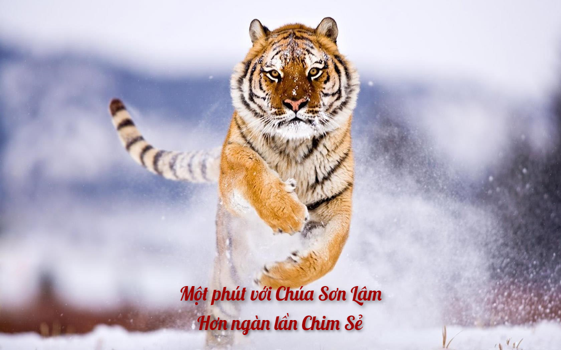 2022_02_01_tho_chuc_tet_nham_dan_2022_2.png